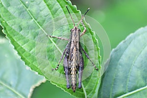 GrasshopperInsects- suborder Caelifera