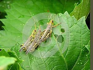 Grasshoppers