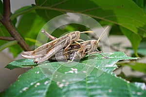 Grasshoppers breeding