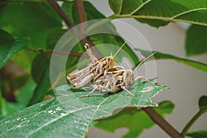 Grasshoppers breeding