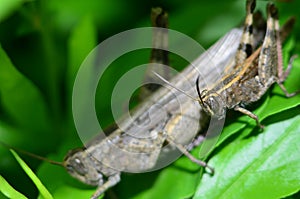 grasshoppers on the close up on a green leaf