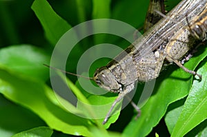 grasshoppers on the close up on a green leaf