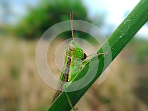 Grasshoppers are cursing behind the leaves of rice