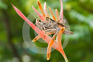 Grasshoppers are going to breeding on flower