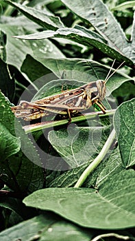 Grasshoppers got caughted by me , its looking like beautiful