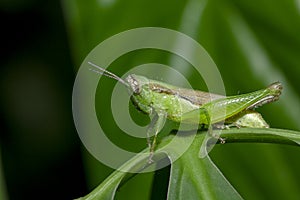 Grasshoppers on green leaves in nature