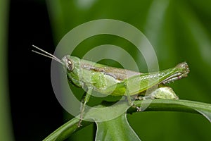 Grasshoppers on green leaves in nature