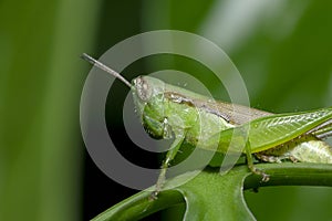 Grasshoppers on green leaves in nature
