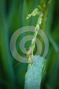 grasshoppers on green rice with a blurry background