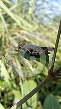 Grasshoppers are a group of insects belonging to the suborder