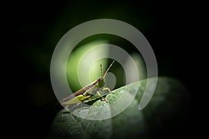 Grasshoppers are a group of insects belonging to the suborder Afterlife. photo