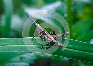 Close-up photo of herbivorous grasshopper photo