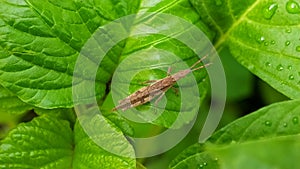 Grasshoppers are a group of insects belonging to the suborder Caelifera. Grasshopper is a wild insects.