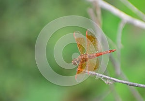 Grasshoppers are a group of insects belonging to the suborder Caelifera.Grasshoppers are typically ground-dwelling insects with