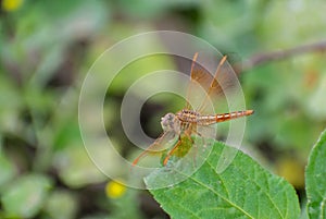 Grasshoppers are a group of insects belonging to the suborder Caelifera.Grasshoppers are typically ground-dwelling insects with