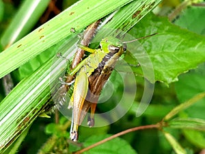 Grasshoppers are herbivores of the suborder Caelifera in the order Orthoptera.  This insect has antennae photo