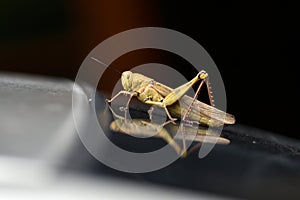 Grasshoppers are herbivorous insects that have antennas and are generally winged