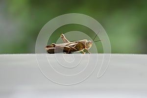 Grasshoppers are herbivorous insects that have antennas and are generally winged