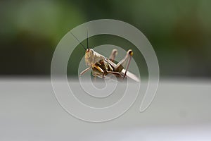 Grasshoppers are herbivorous insects that have antennas and are generally winged