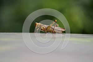 Grasshoppers are herbivorous insects that have antennas and are generally winged