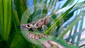 Grasshoppers are herbivorous insects of the suborder Caelifera