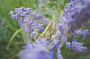 Grasshoppers hiding in the flowers