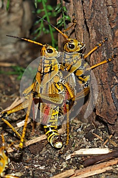 Grasshoppers Hugging