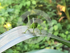 grasshoppers are insects that have antennae that are almost always shorter than their bodies and also have a short ovipositor