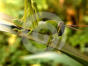 grasshoppers are insects, have antennae that are almost always shorter than their bodies and also have a short ovipositor.