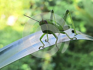 grasshoppers are insects, have antennae that are almost always shorter than their bodies and also have a short ovipositor.