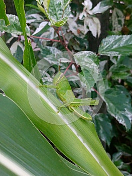 grasshoppers that match the leaves