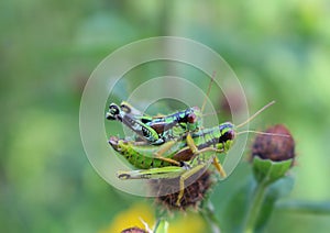 grasshoppers during mating