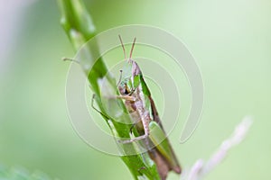 Grasshoppers of Mexico.