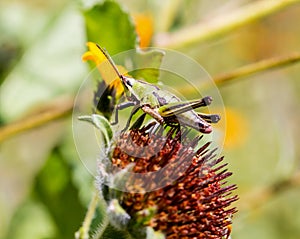 Grasshoppers of Mexico.