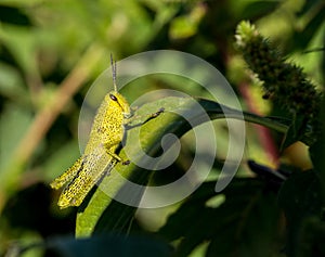 Grasshoppers of Mexico.