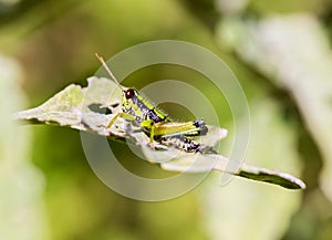 Grasshoppers of Mexico.