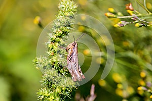 Grasshoppers of Mexico.