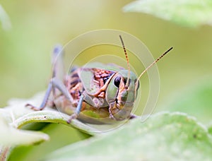 Grasshoppers of Mexico.