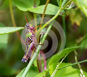 Grasshoppers of Mexico.