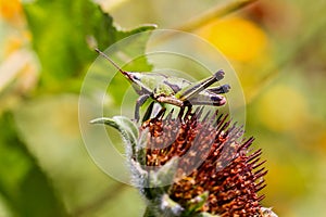 Grasshoppers of Mexico.