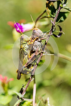 Grasshoppers of Mexico.