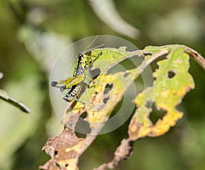 Grasshoppers of Mexico.