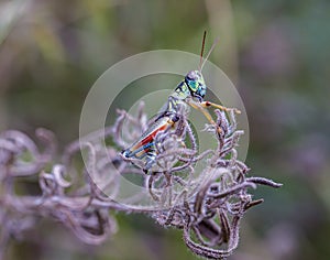 Grasshoppers of Mexico.