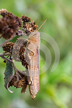 Grasshoppers of Mexico.