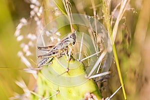 Grasshoppers of Mexico.