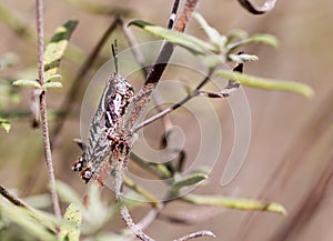 Grasshoppers of Mexico.