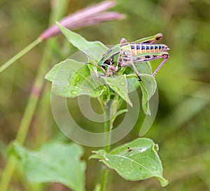 Grasshoppers of Mexico.