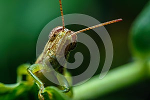 Grasshoppers that are often seen in gardens and destroy crops of farmers
