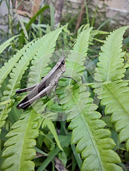 grasshoppers perched on green leaves in the garden area