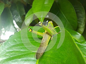 grasshoppers perched on leaves